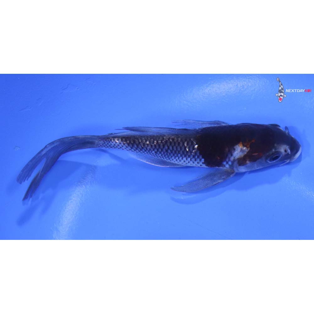 5” Imported Gin Rin Ochiba Shigure Butterfly Koi