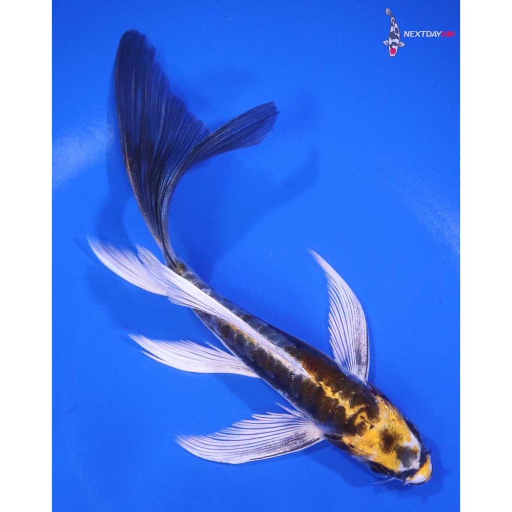 5.5” Imported Kin Kikokuryu Butterfly Koi