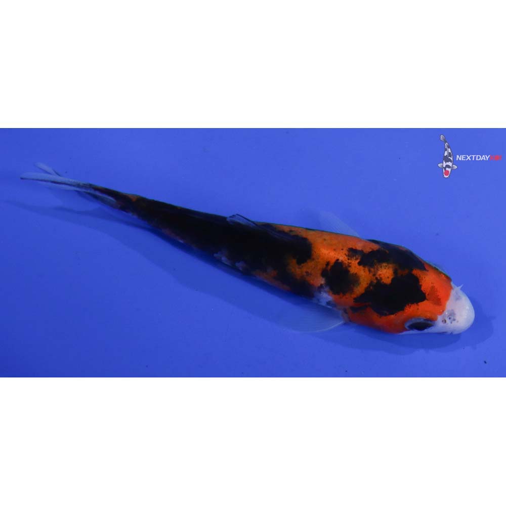 3.5” Imported Sanke