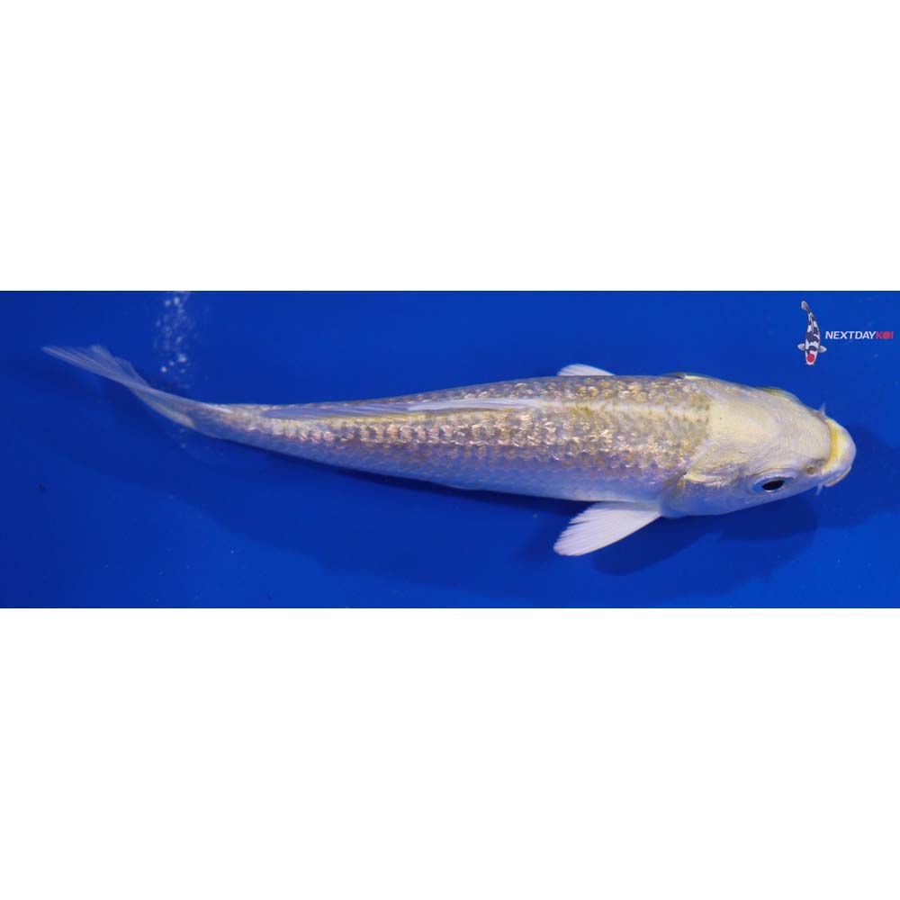 4” Imported Gin Rin Yamabuki Ogon