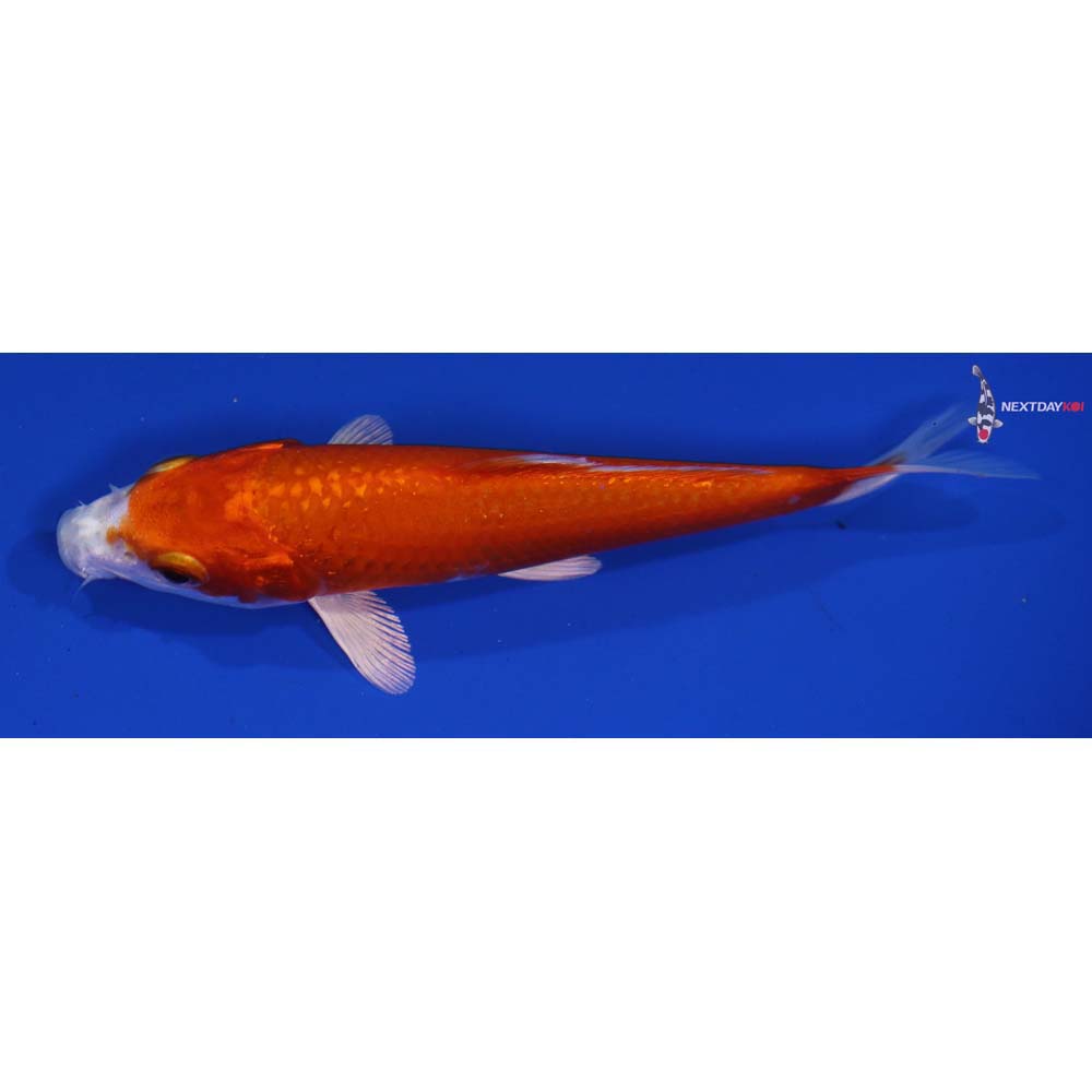 5” Imported Hariwake