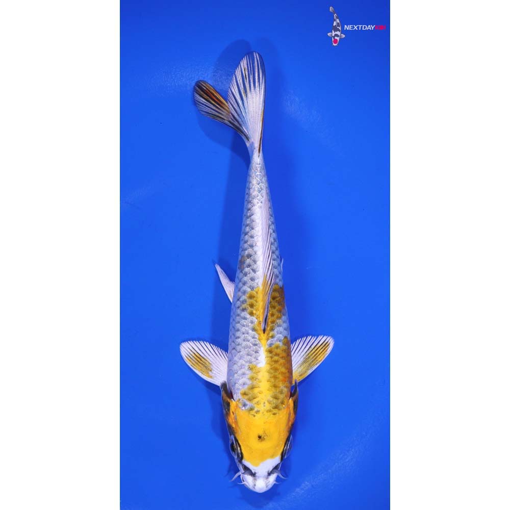 5.5” Imported Kujaku