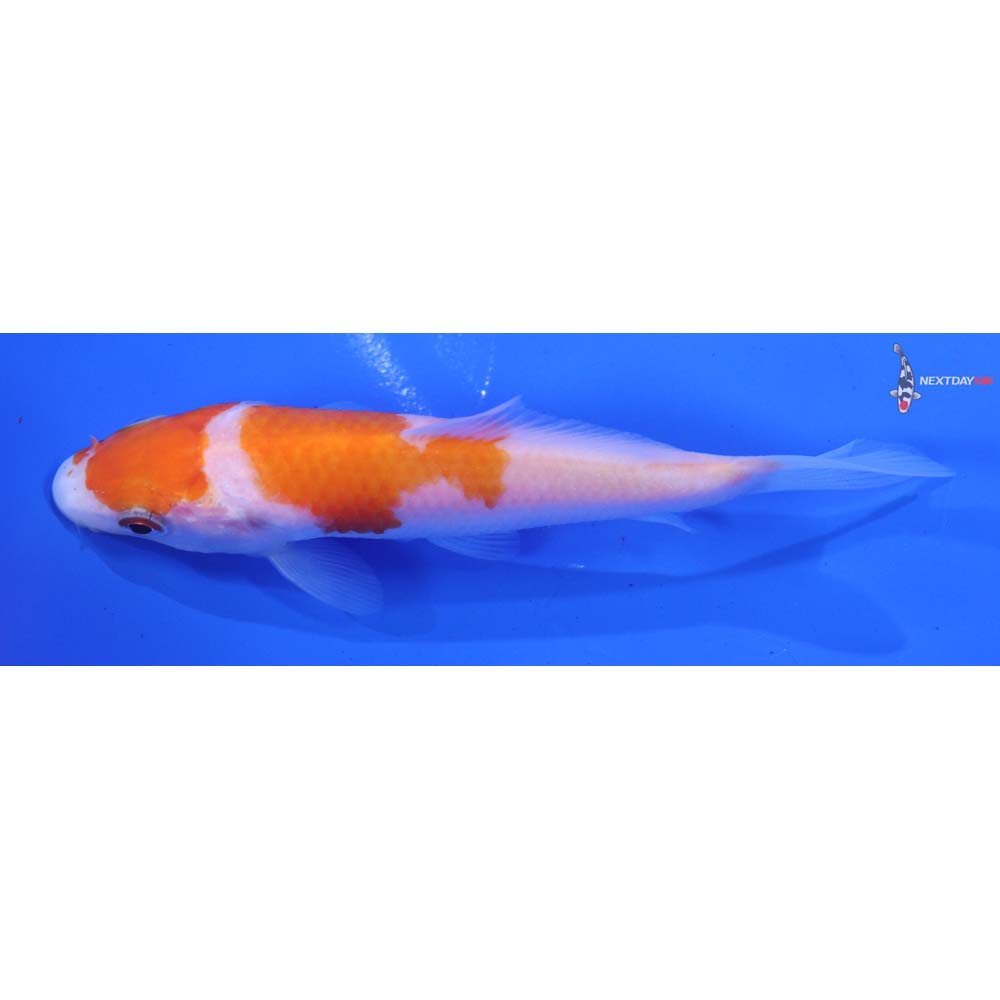 4” Imported Kohaku