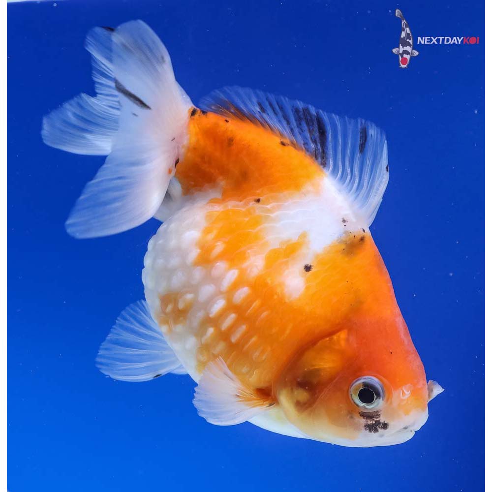 4.5” Imported Calico Pearlscale
