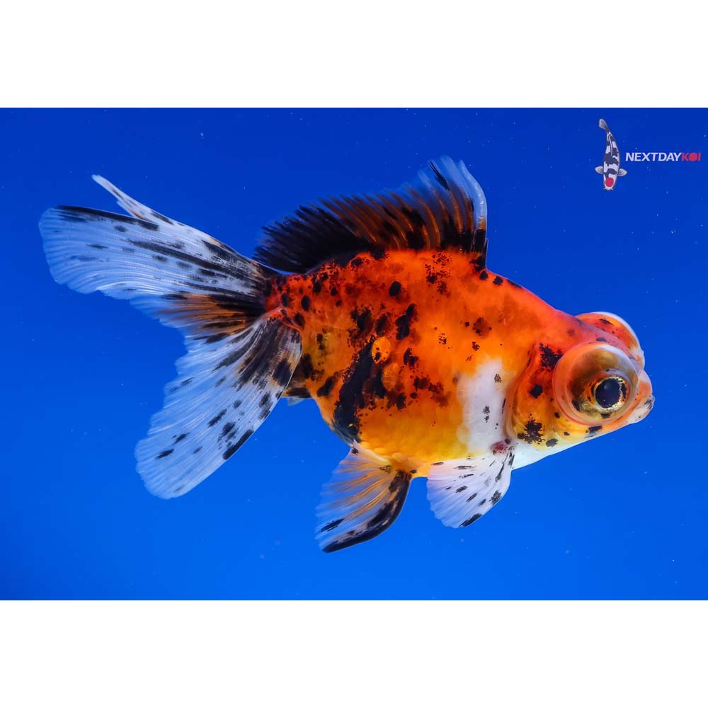4.5” Imported Calico Telescope Fantail