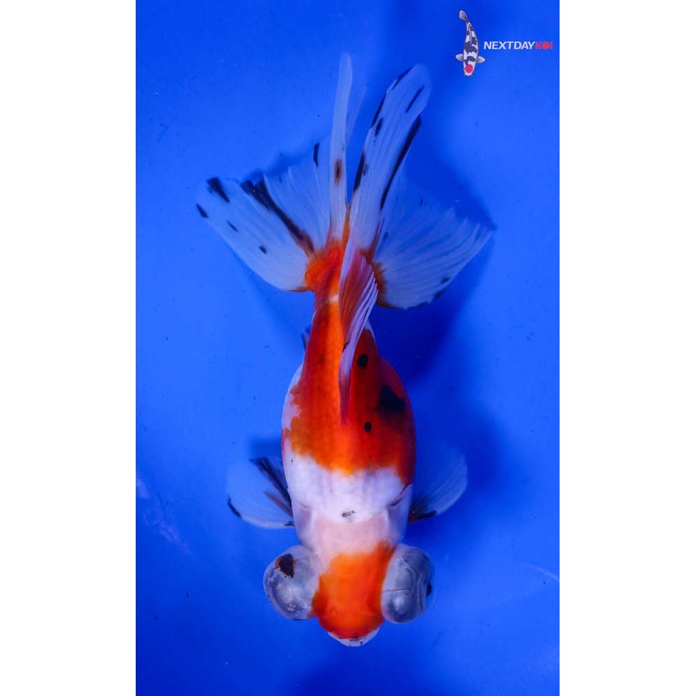 5” Imported Male Calico Butterfly Tail