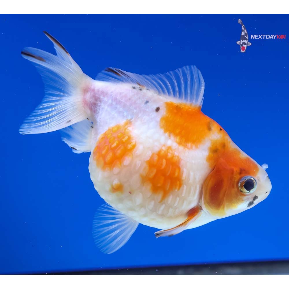 4.5” Imported Calico Pearlscale