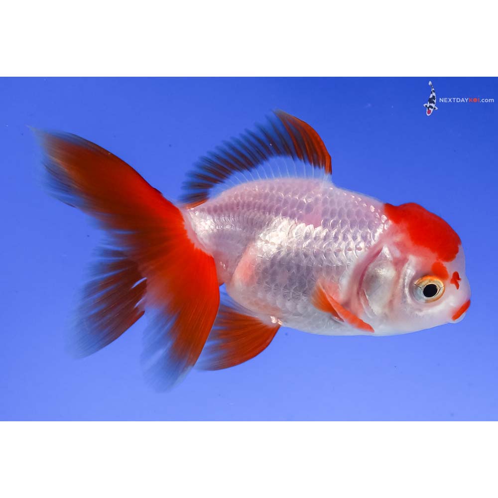 3” Imported Redcap Oranda
