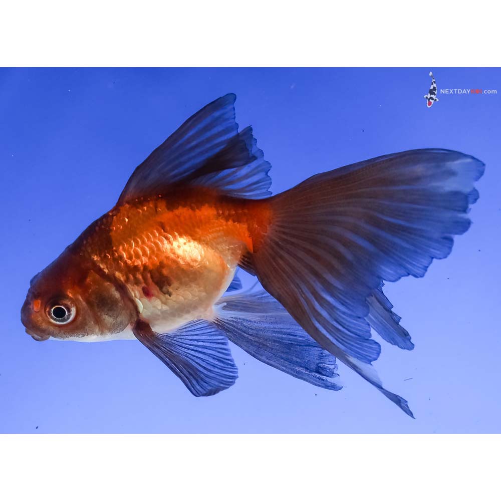 4” Imported Black and Red Ryukin