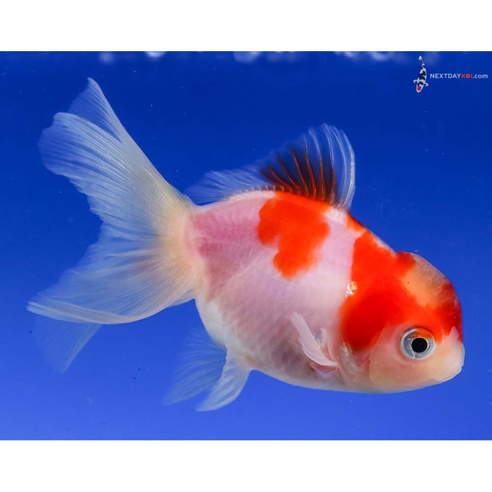 3.5” Imported Red and White Oranda