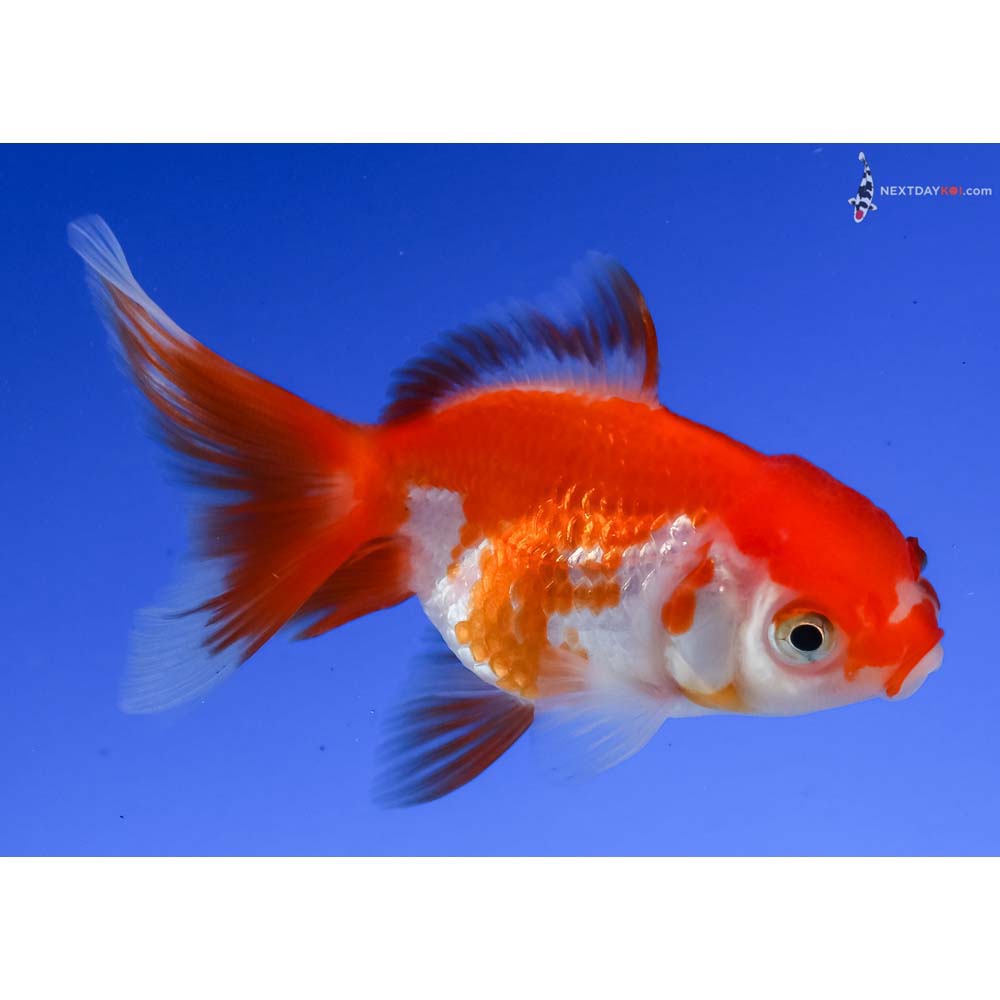 3.5” Imported Red and White Oranda