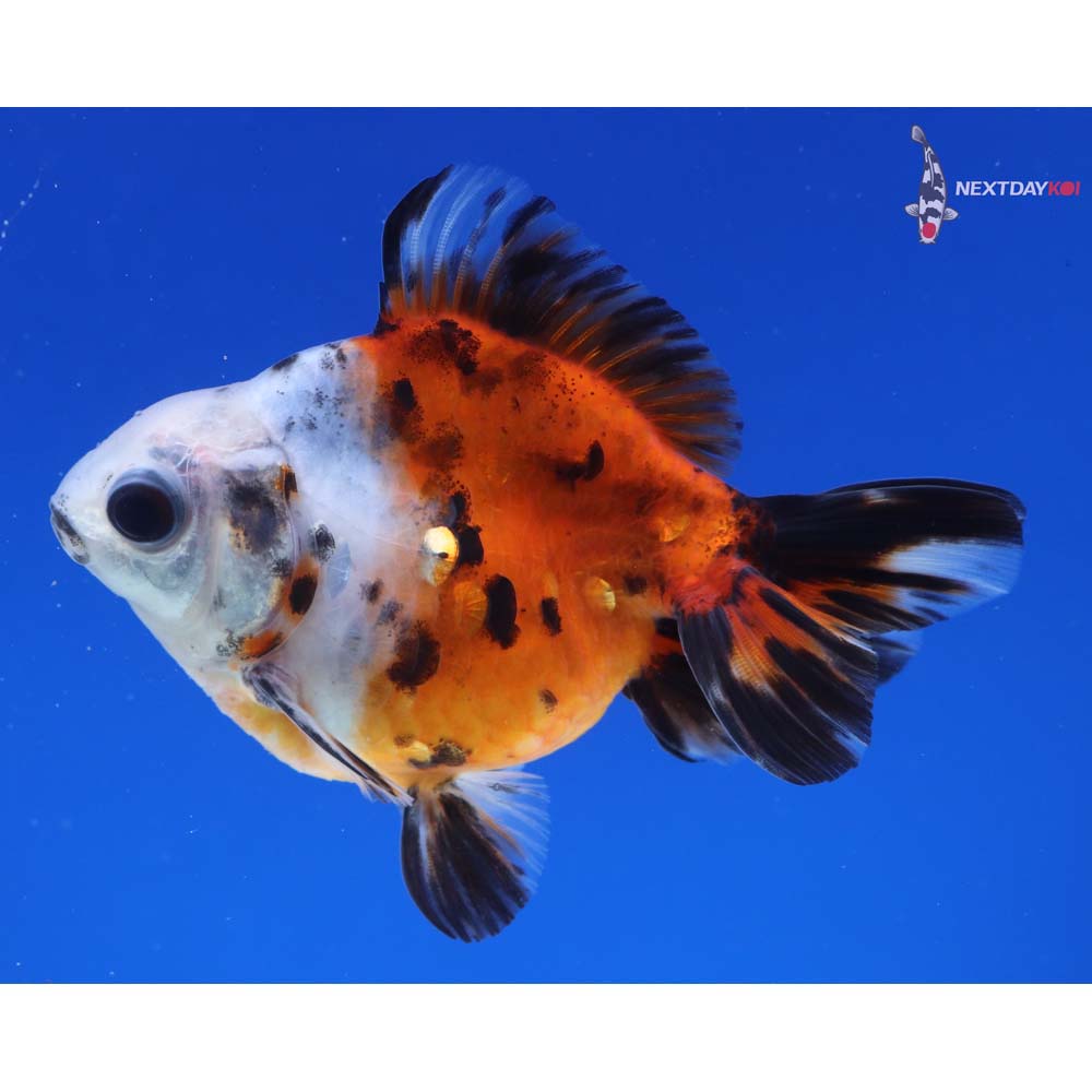 3.5” Imported Male Calico Ryukin