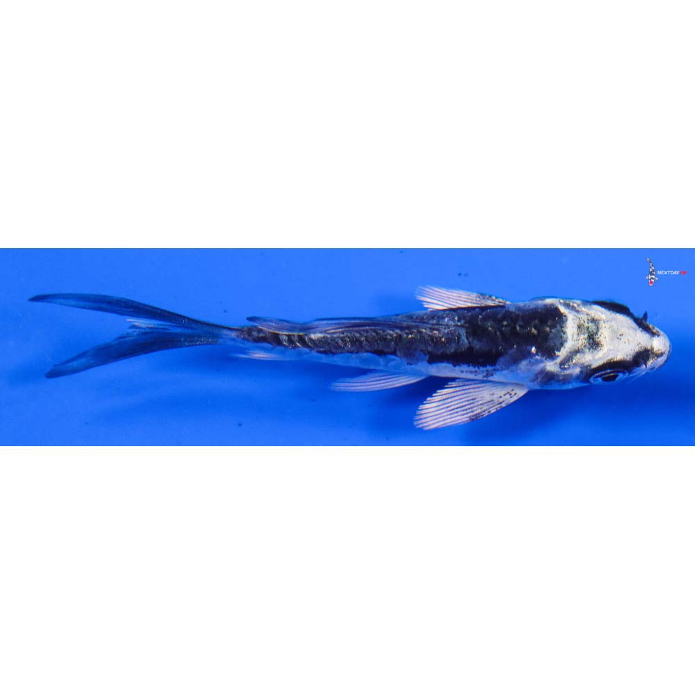 3.5” Imported Kikokuryu Butterfly Koi