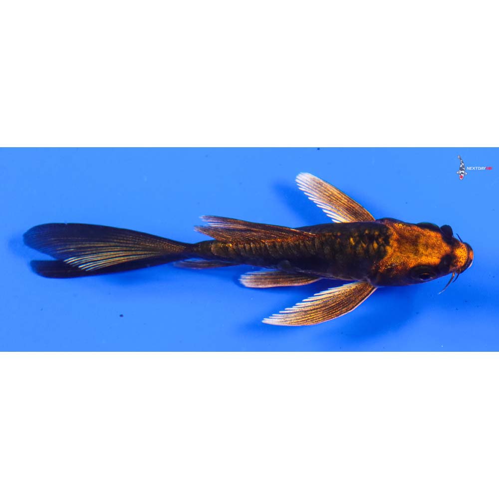 3.5” Imported Kin Kikokuryu Butterfly Koi