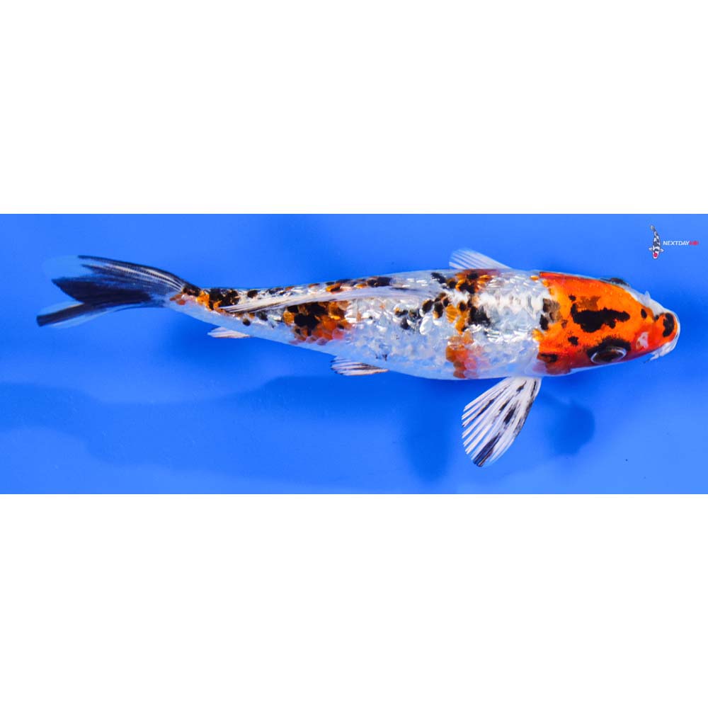 5.5” Imported Gin Rin Yamato Nishiki
