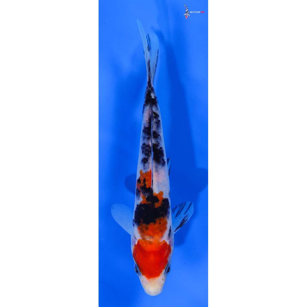 5.5” Imported Sanke