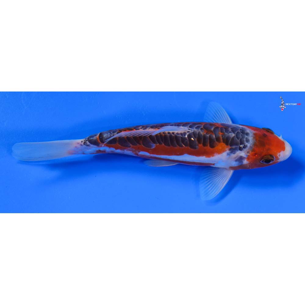6” Imported Shusui