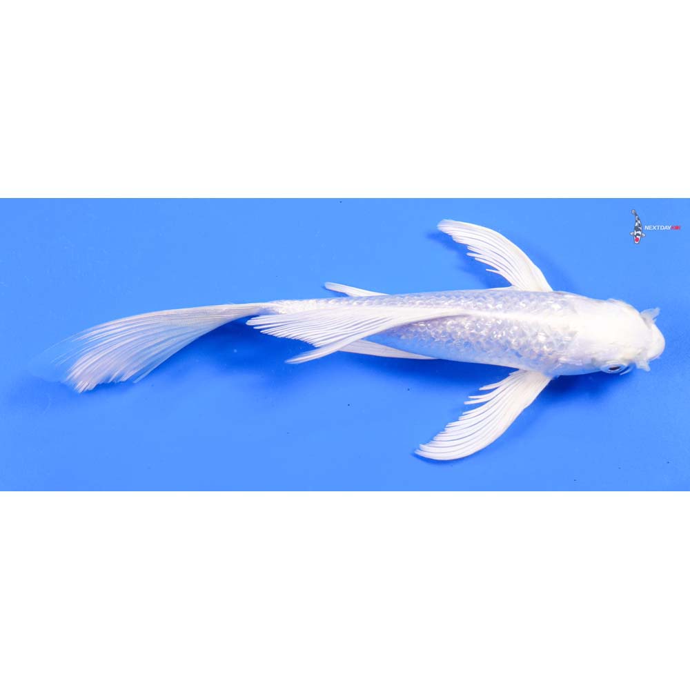 8” Imported Gin Rin Platinum Ogon Butterfly Koi