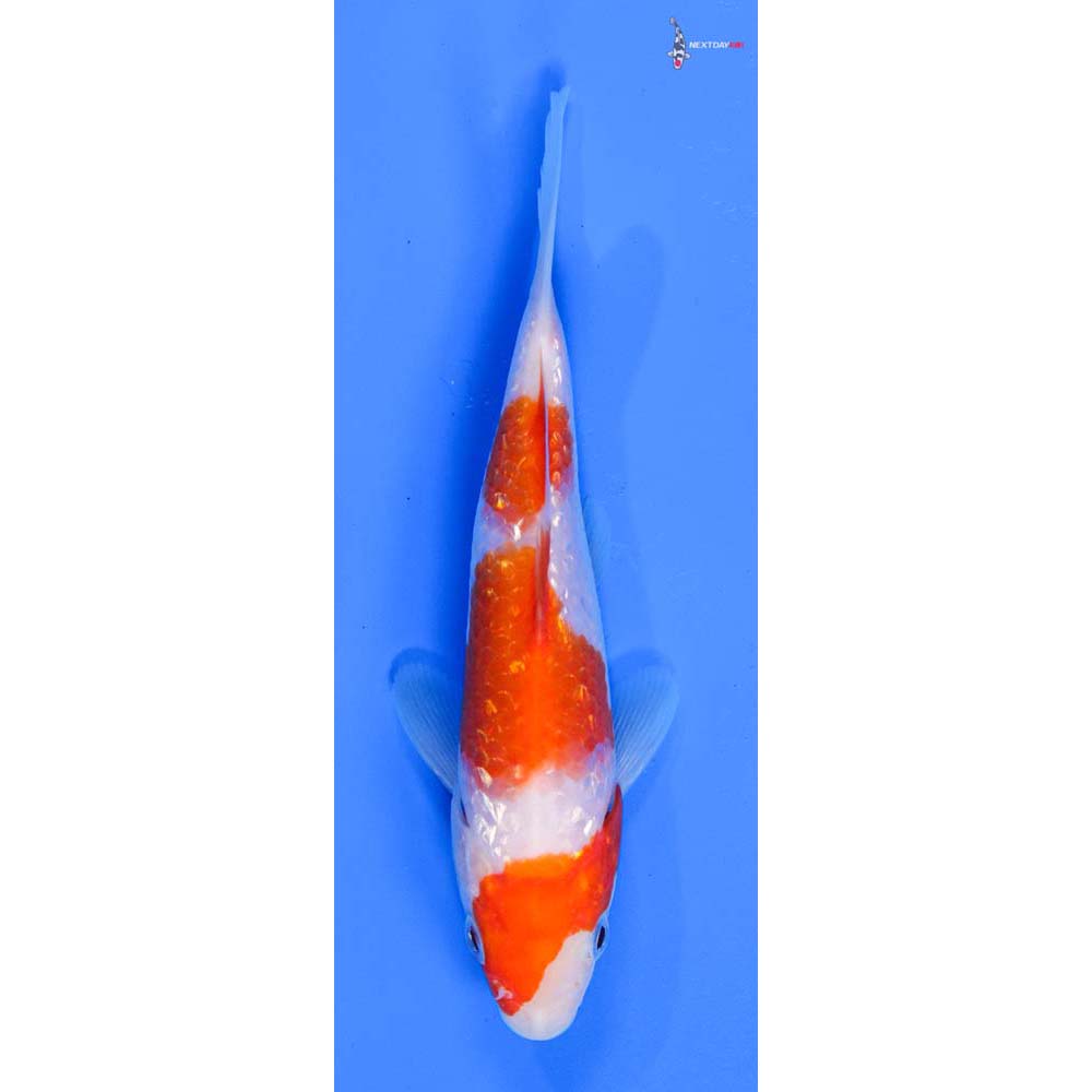 5” Imported Gin Rin Kohaku