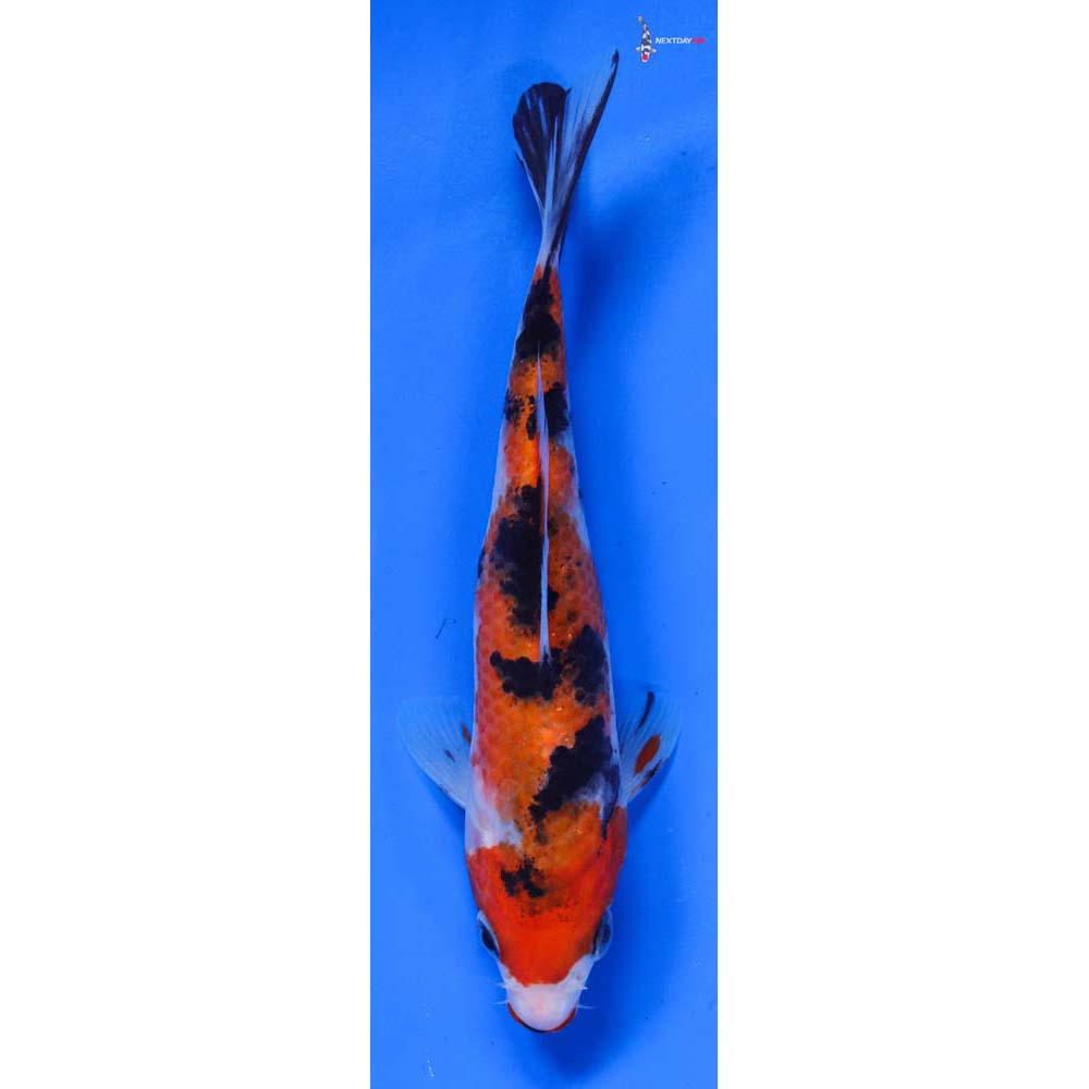 6” Imported Kuchi Beni Sanke