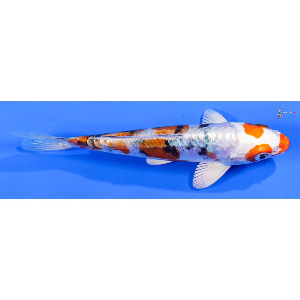 6” Imported Heisei Nishiki