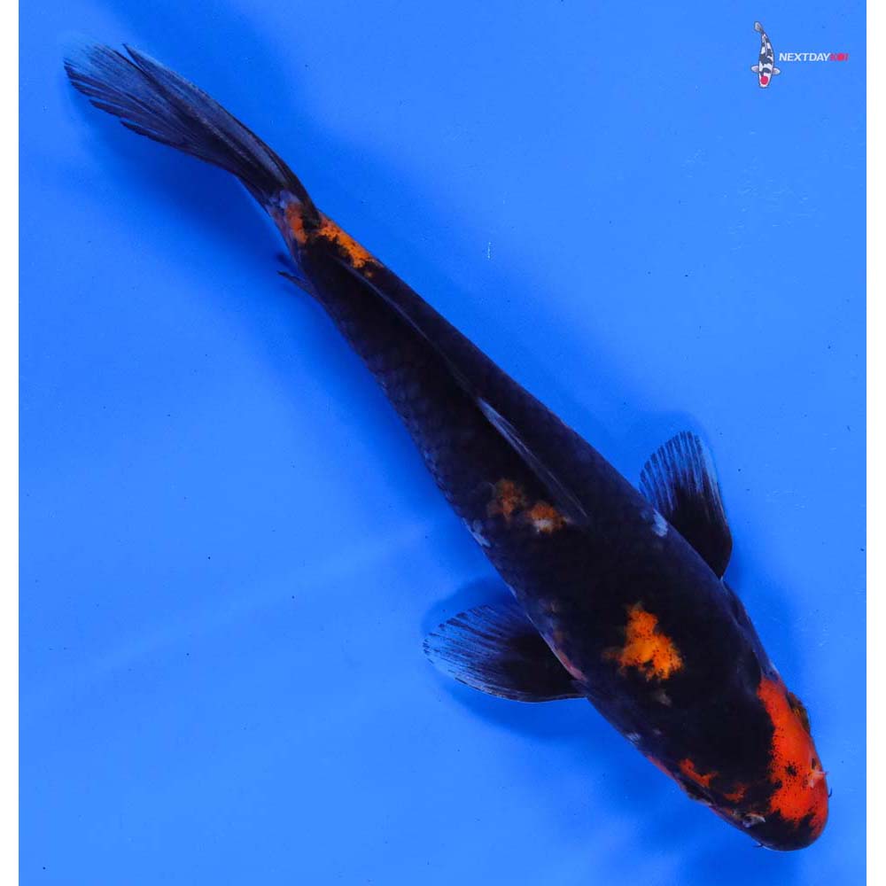 TOKYO NIPPON 金魚 FRIDAY OF NIPPON TOKYO NIPPON 金魚 FRIDAY OF NIPPON