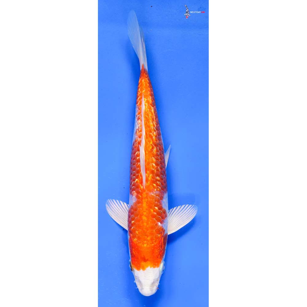 7.5” Imported Gin Rin Hariwake
