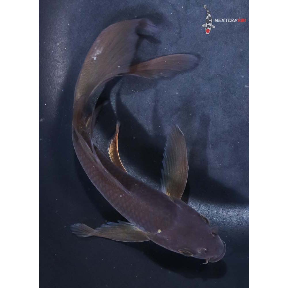 6” Imported Chagoi Butterfly Koi