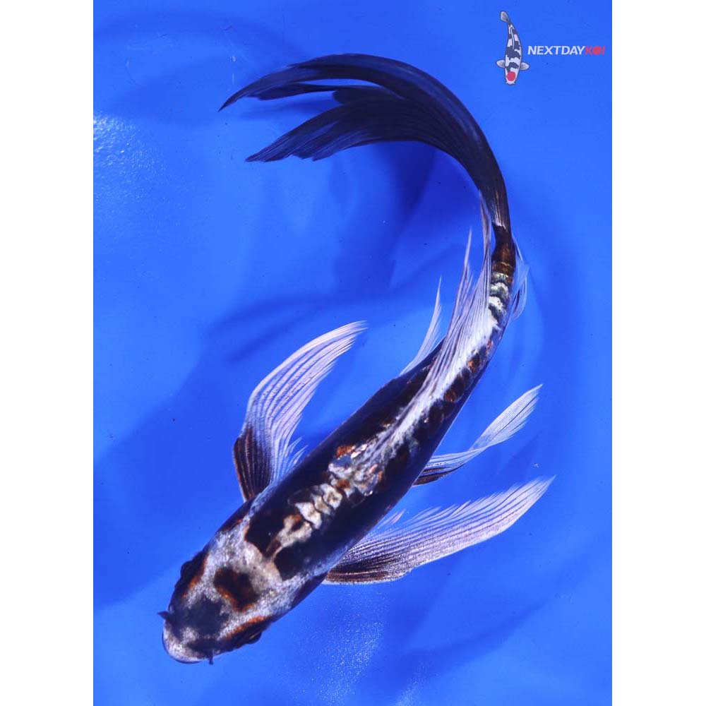 6” Imported Kin Kikokuryu Butterfly Koi