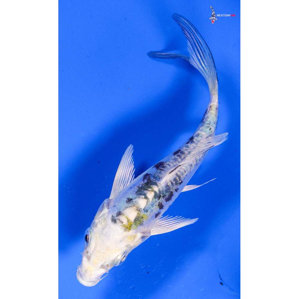 4” Imported Heisei Nishiki Butterfly Koi