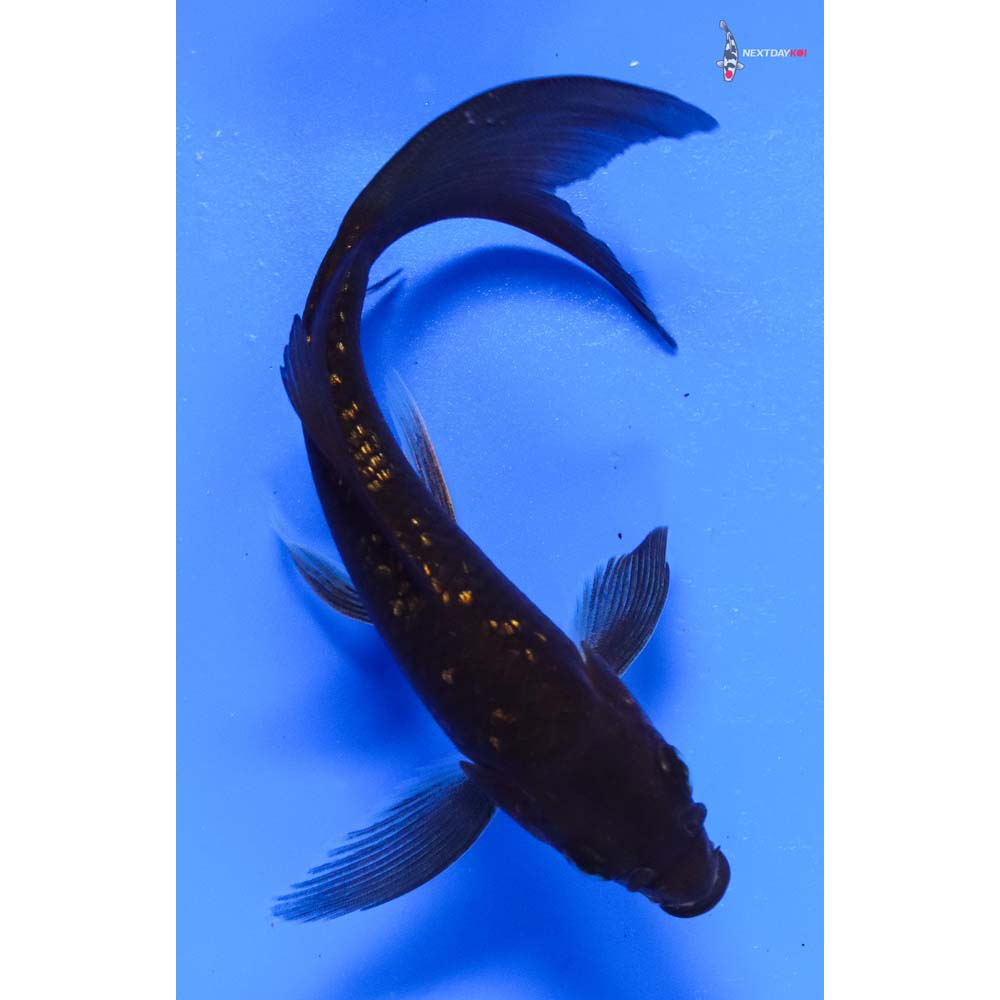 4.5” Imported Gin Rin Chagoi Butterfly Koi