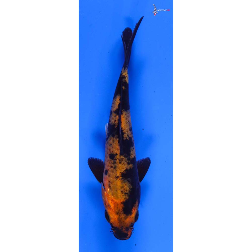 5” Imported Hi Utsuri