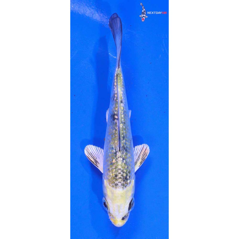 4” Imported Gin Rin Yamato Nishiki