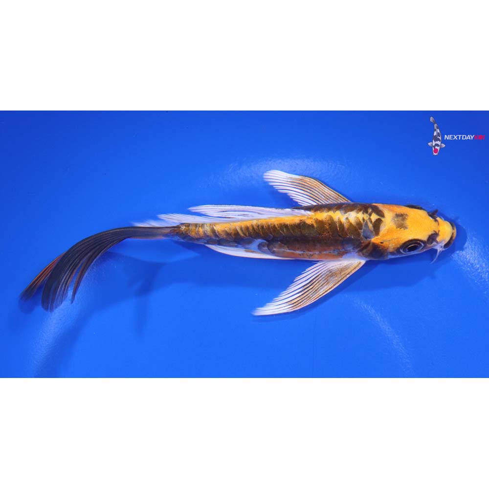 6” Imported Kin Kikokuryu Butterfly Koi