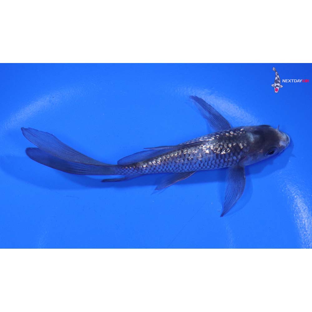 4.5” Imported Gin Rin Soragoi Butterfly Koi