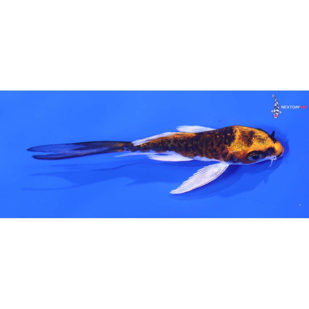 3” Imported Armor Scaled Kujaku Butterfly Koi