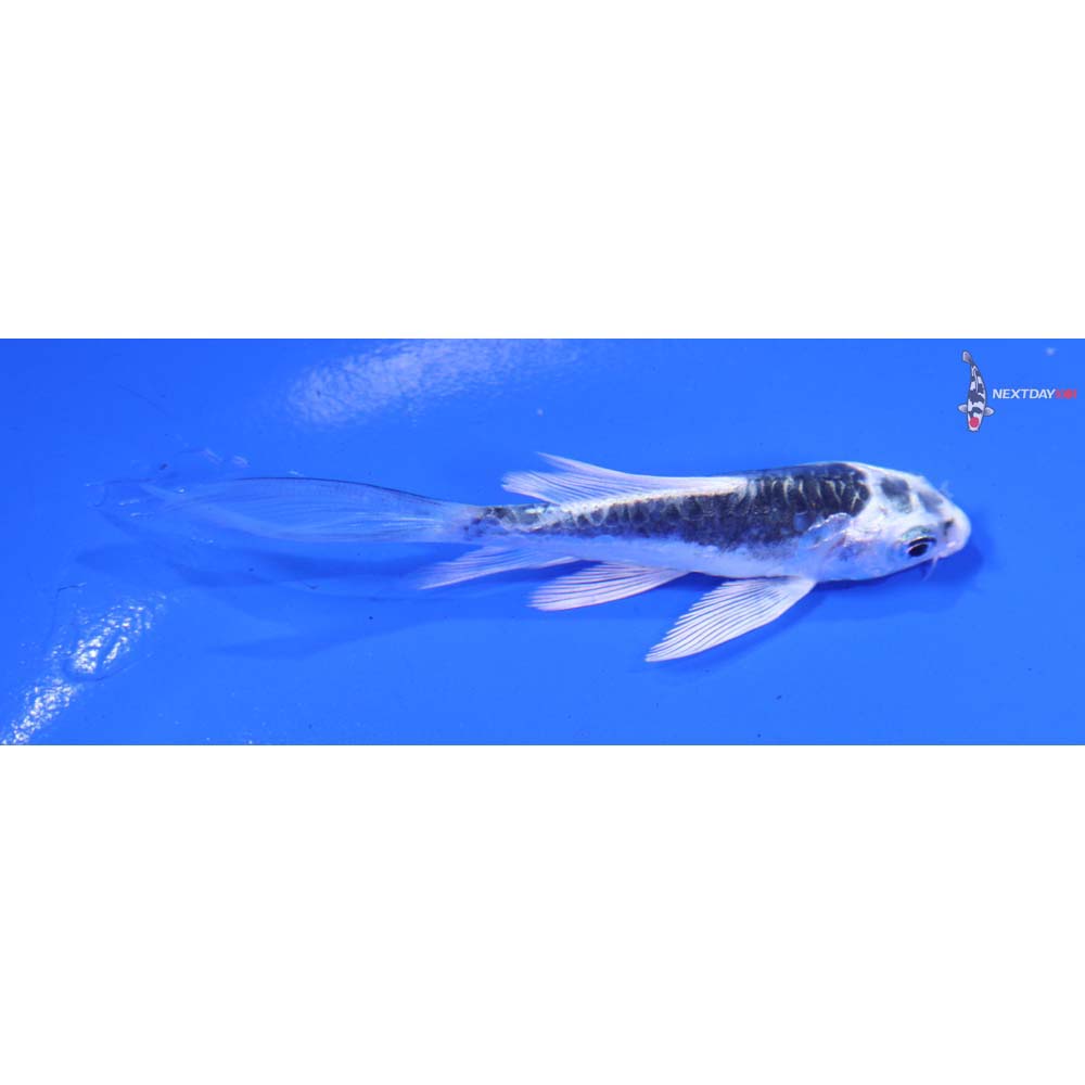 3” Imported Kikokuryu Butterfly Koi