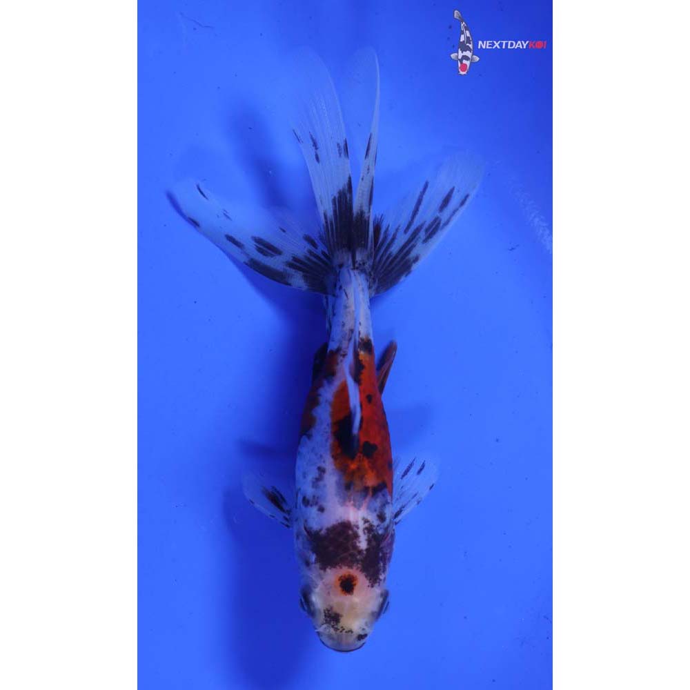 4” Imported Calico Wakin