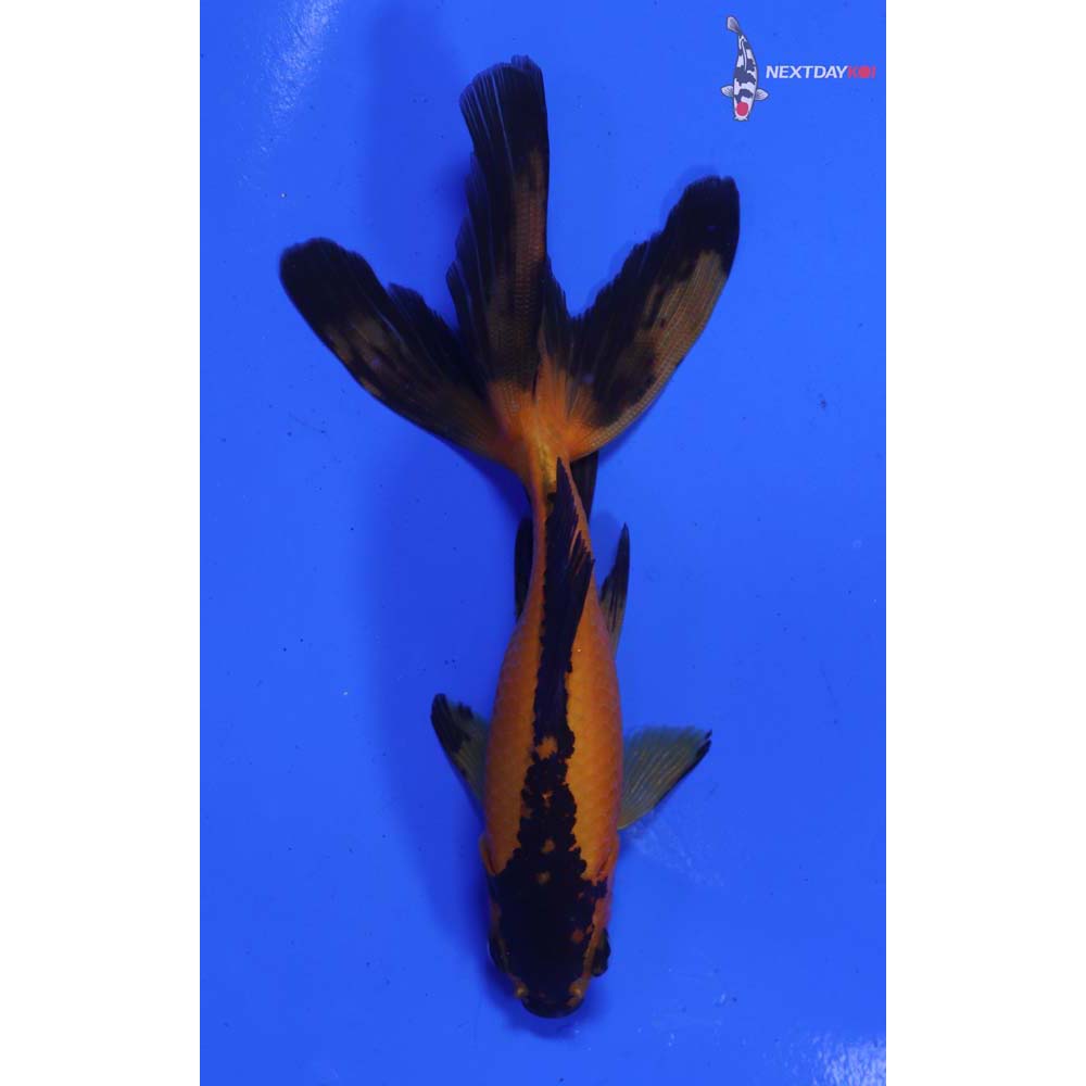 4” Imported Yellow and Black Wakin