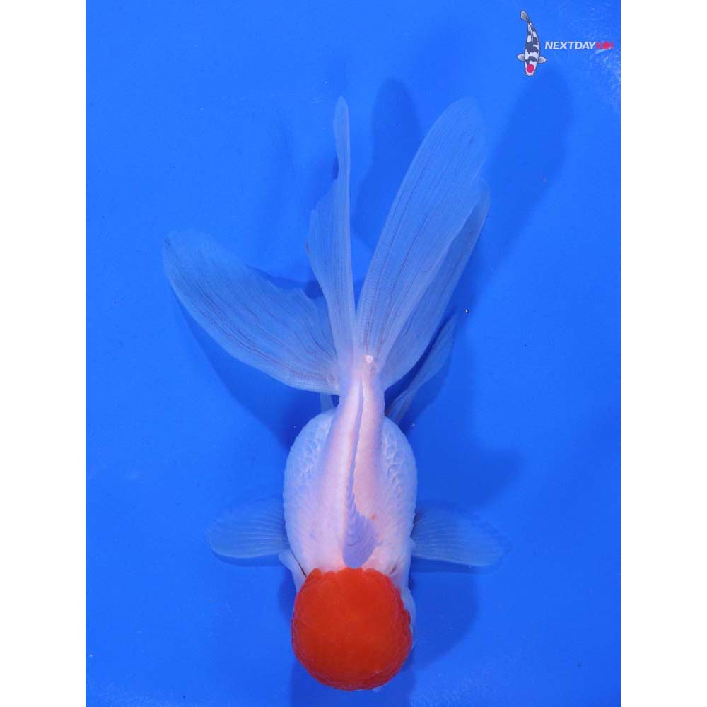 4” Imported Redcap Oranda