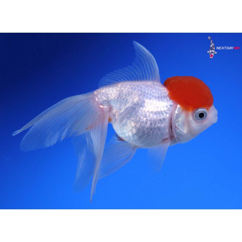 4” Imported Redcap Oranda