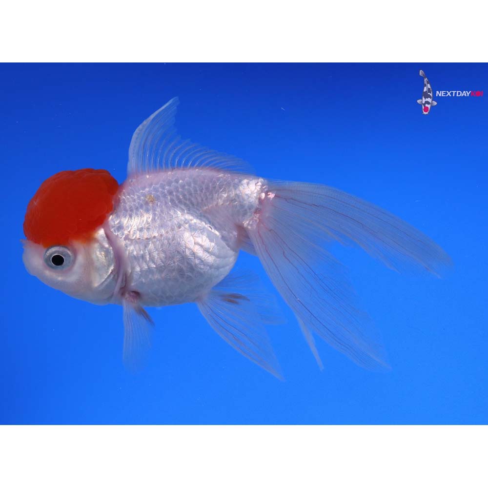 4” Imported Redcap Oranda