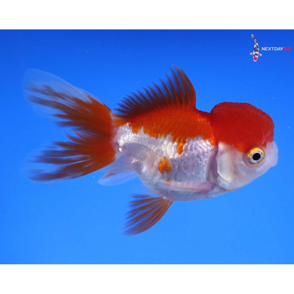 3.5” Imported Red and White Oranda