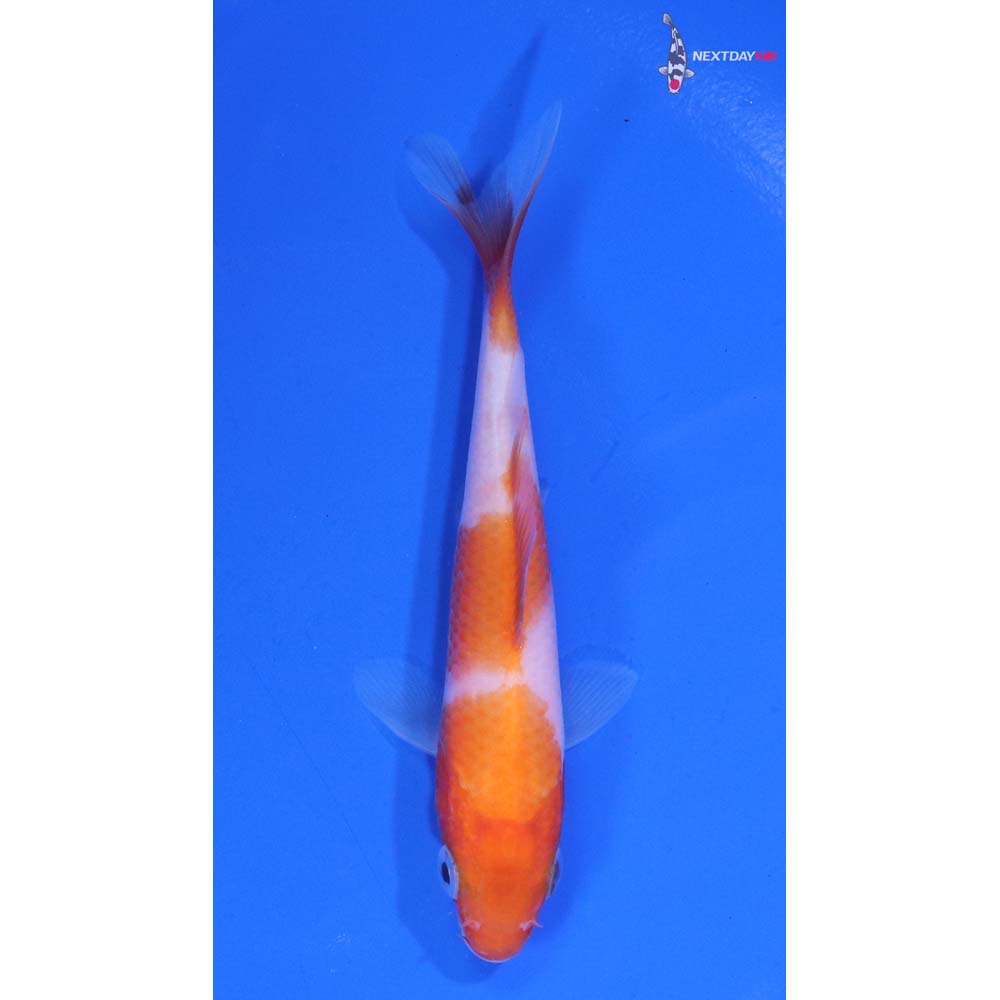 3.5” Imported Kohaku