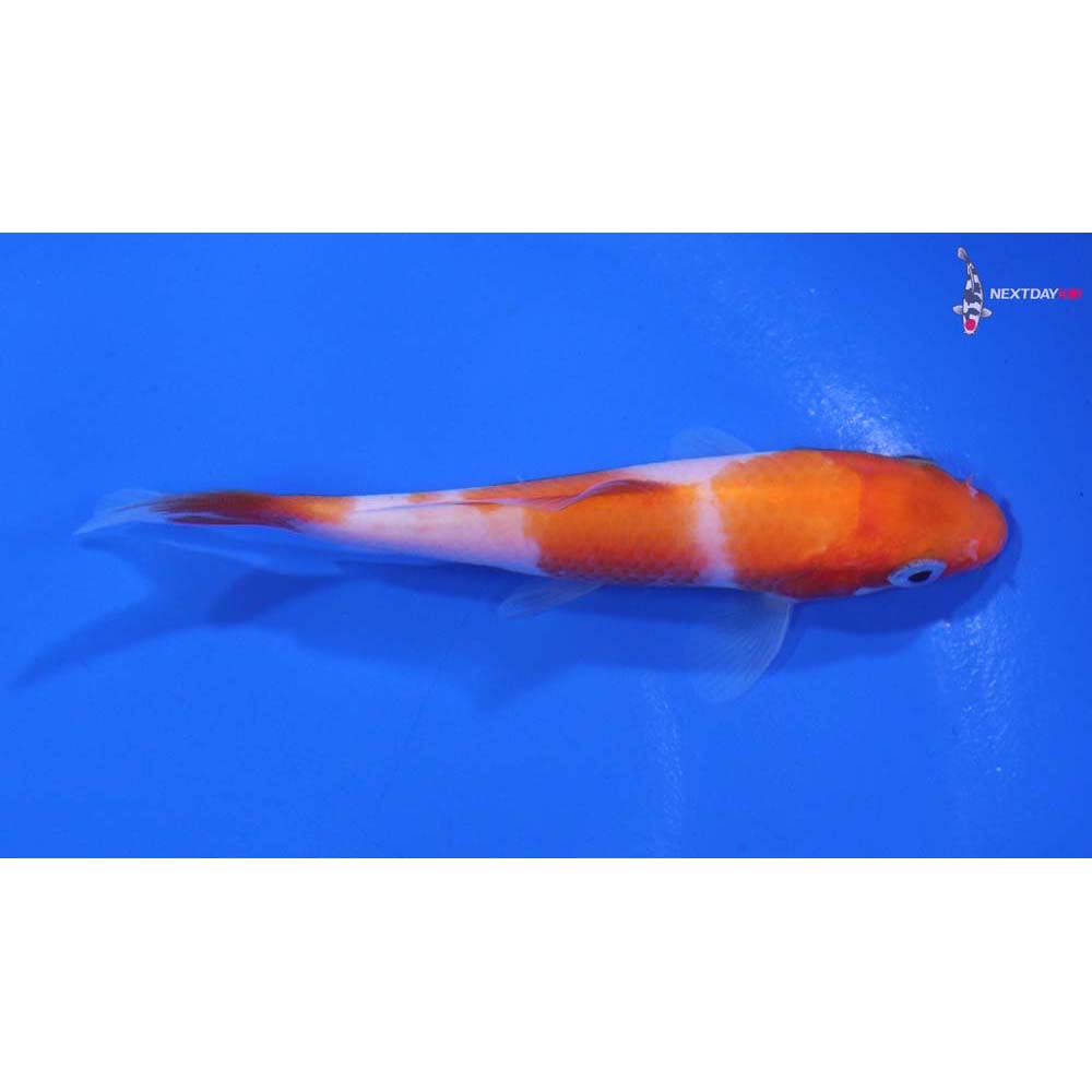 3.5” Imported Kohaku