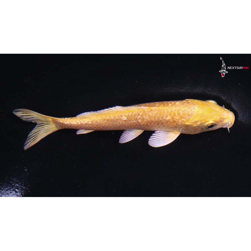 4” Imported Gin Rin Yamabuki Ogon