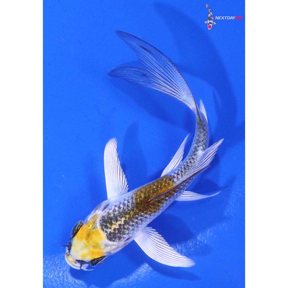 3” Imported Kujaku Butterfly Koi