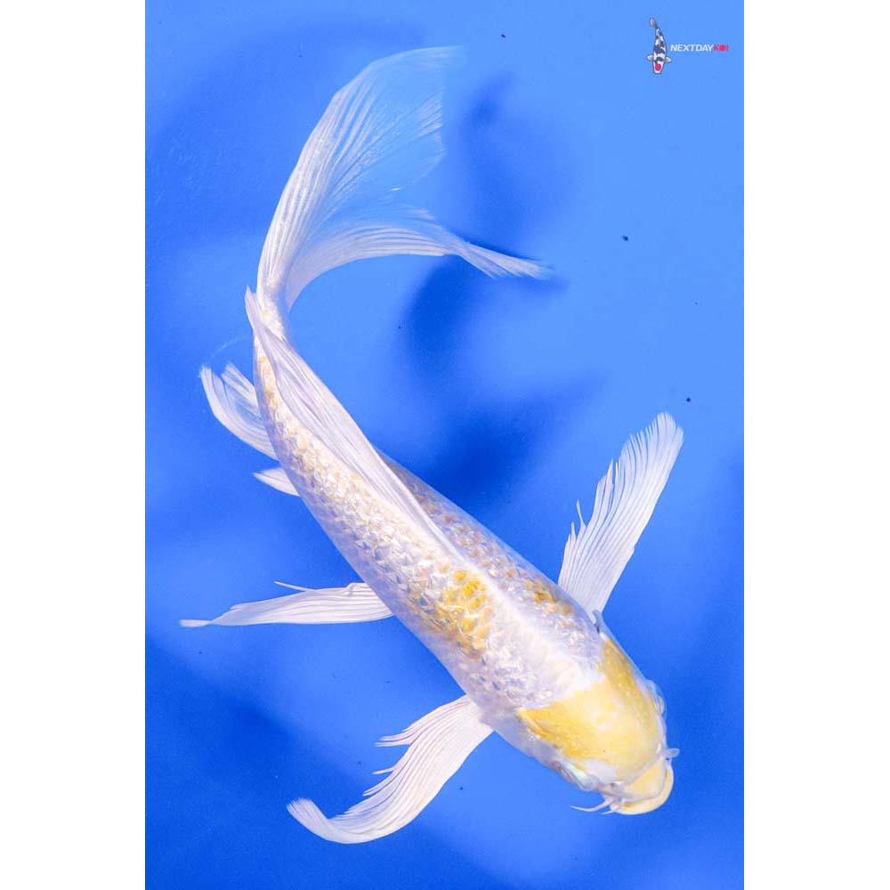 8” Imported Gin Rin Lemon Hariwake Butterfly Koi