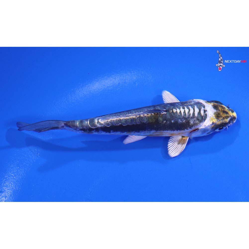 4” Imported Kin Kikokuryu