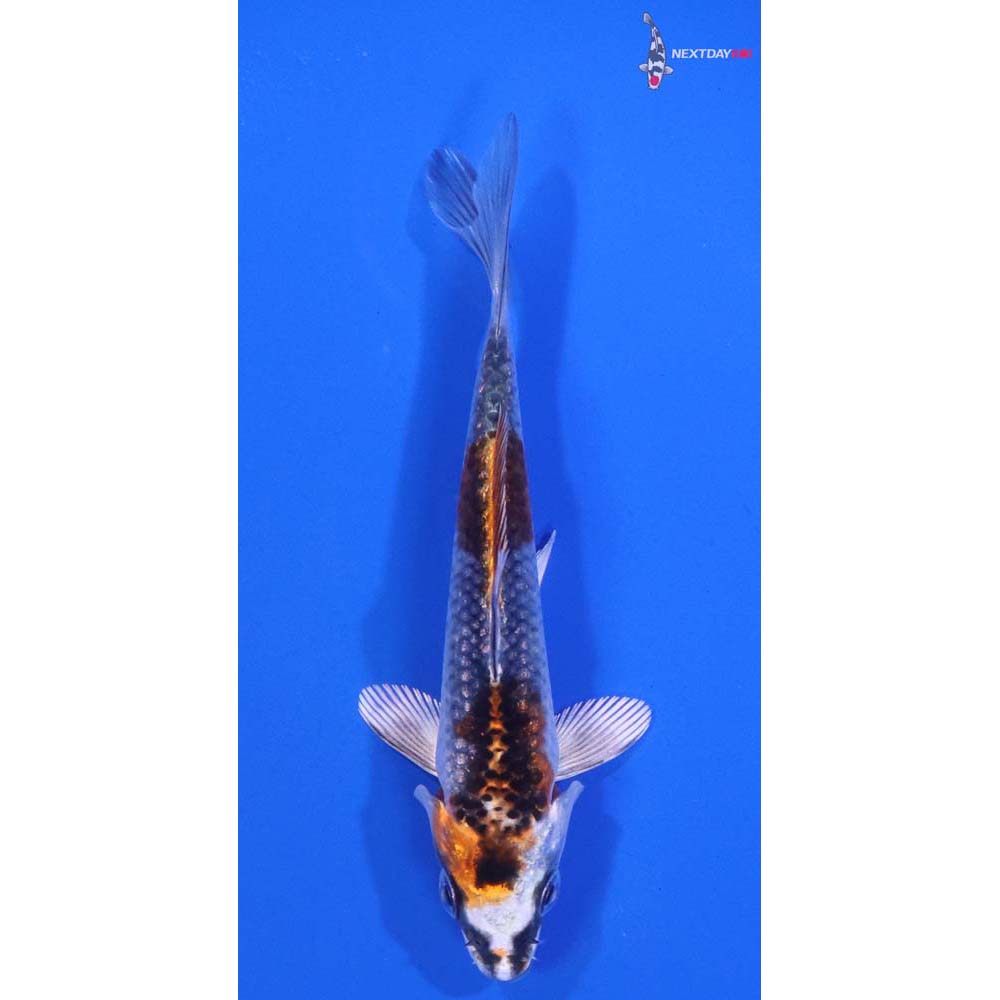 4” Imported Kujaku